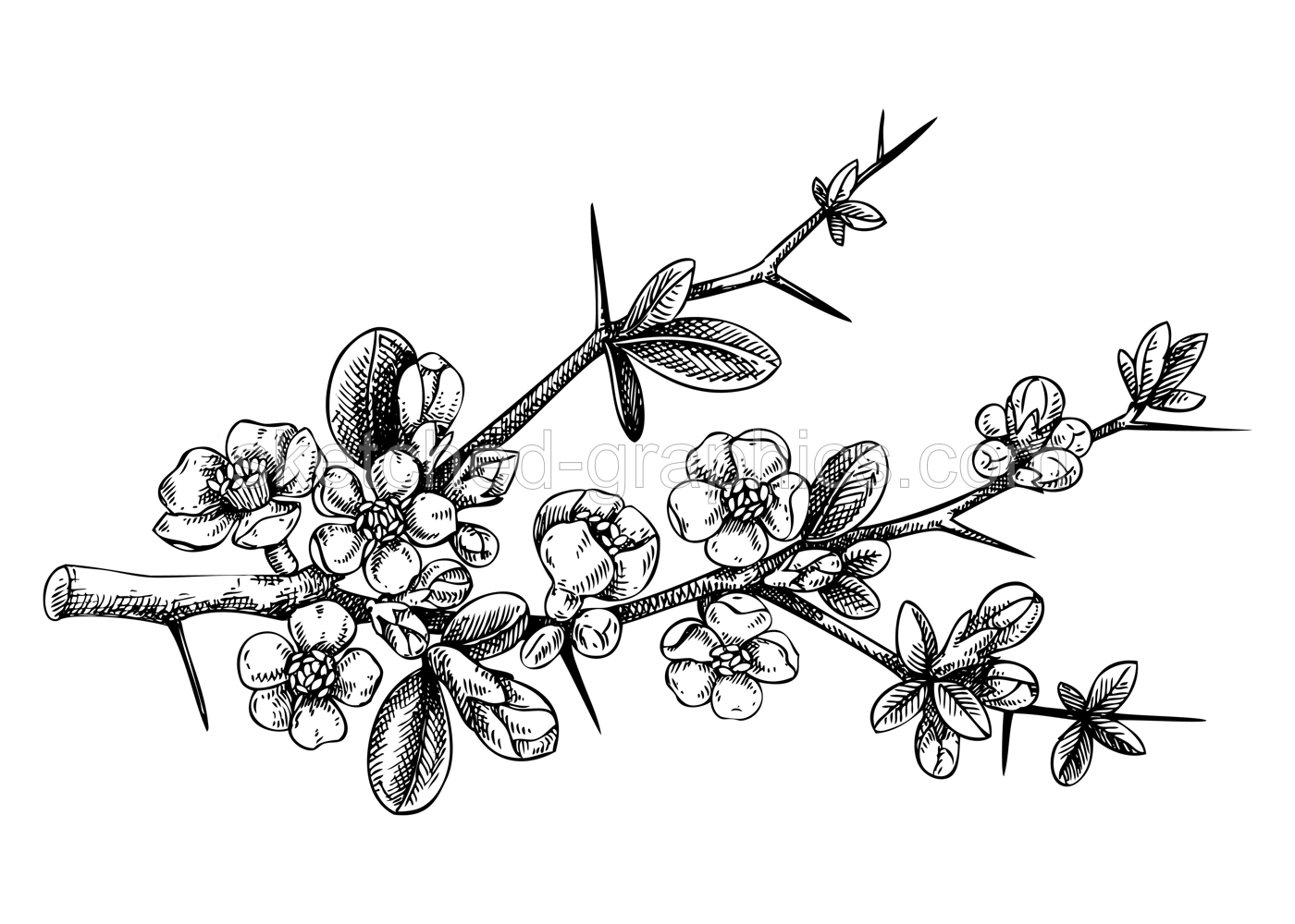 Japanese flowering quince sketch in engraved style. Flowering branch with flowers and leaves. Black floral fruit tree drawing. Botanical vector illustration of spring plan isolated on white background Illustration